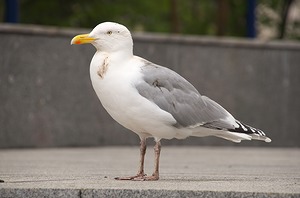 60.jpg