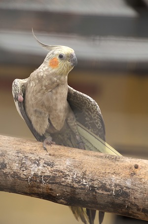 68.jpg