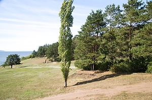 100.jpg