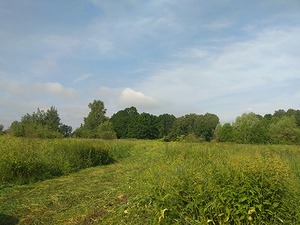 81.jpg