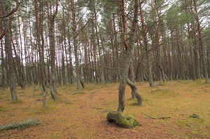 78.jpg